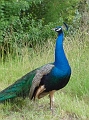 P1020105